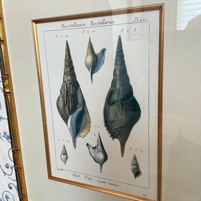 961 Pair of Framed Antique Shell Prints
