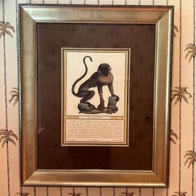 890 Vintage Framed Callitrice Monkey Print By Shadowcatches