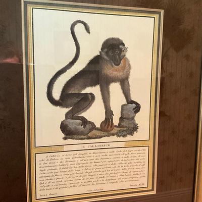 890 Vintage Framed Callitrice Monkey Print By Shadowcatches