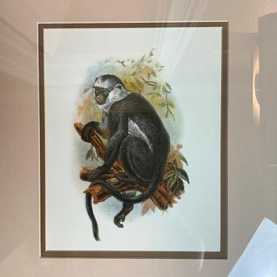891 Pair of Framed Monkey Prints
