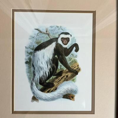 891 Pair of Framed Monkey Prints