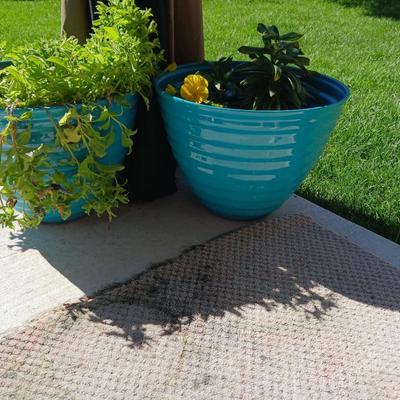 LIVE FLOWERING PLANTS IN POTS