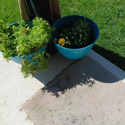 LIVE FLOWERING PLANTS IN POTS
