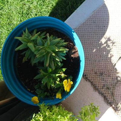 LIVE FLOWERING PLANTS IN POTS