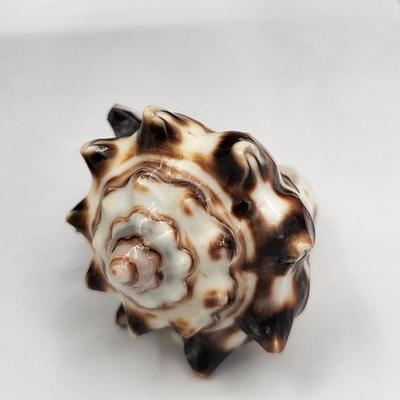 Shell Encrusted Heart Box & Two Large Shell Rings
