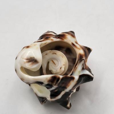 Shell Encrusted Heart Box & Two Large Shell Rings