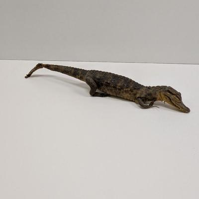 Sale Photo Thumbnail #263: Taxidermy Reptile