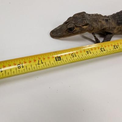 Taxidermy Caiman Reptile