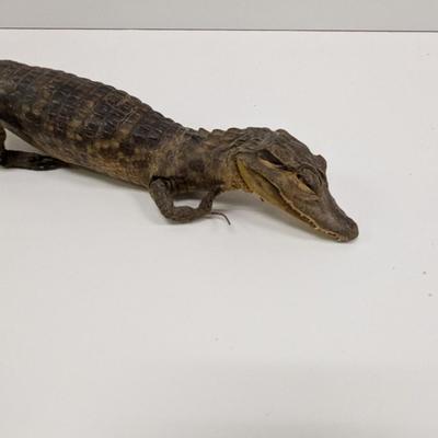 Taxidermy Caiman Reptile
