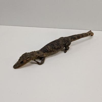 Taxidermy Caiman Reptile