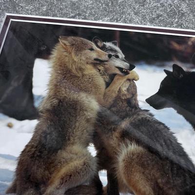 R Jackson Photograph "GROUP HUG" Timber Wolves Montana