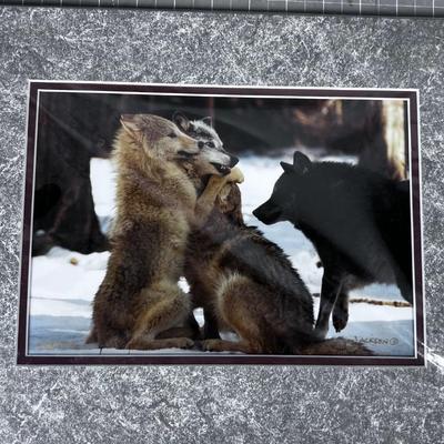 R Jackson Photograph "GROUP HUG" Timber Wolves Montana