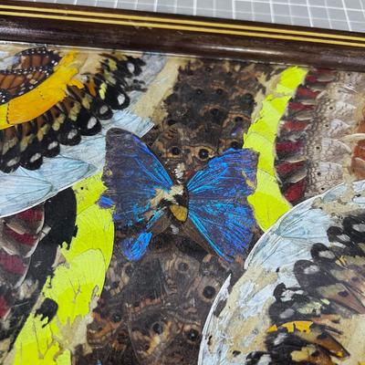 UNIQUE Real Feather and Butterfly Wing TRAY
