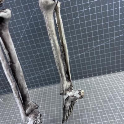 Skeleton Décor 33" long