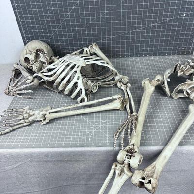 The Better Half of a Skeleton!