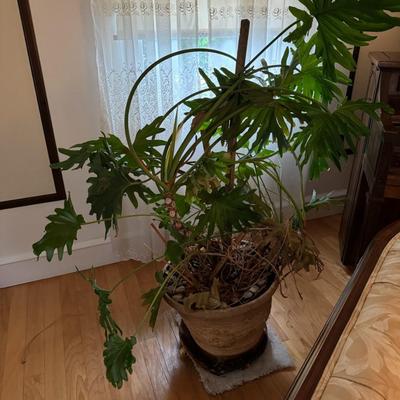 Live Monstera Plant