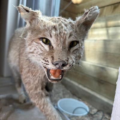 BOBCAT FULL BODY TAXIDERMY