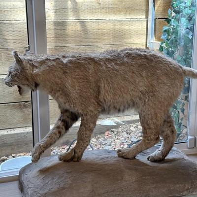 BOBCAT FULL BODY TAXIDERMY