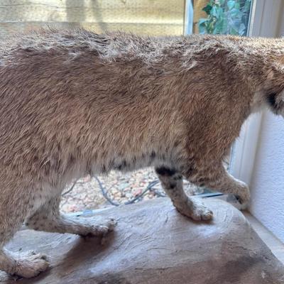 BOBCAT FULL BODY TAXIDERMY