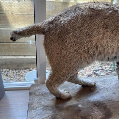 BOBCAT FULL BODY TAXIDERMY