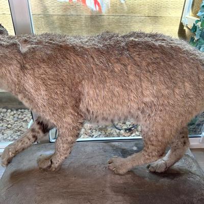 BOBCAT FULL BODY TAXIDERMY