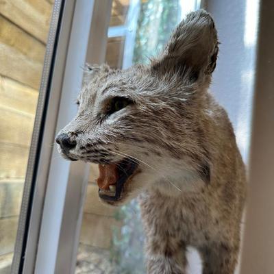 BOBCAT FULL BODY TAXIDERMY