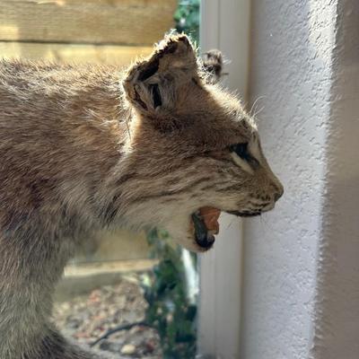 BOBCAT FULL BODY TAXIDERMY