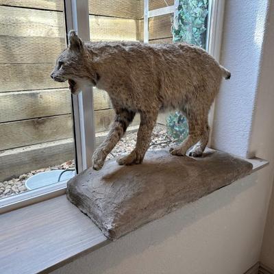 BOBCAT FULL BODY TAXIDERMY