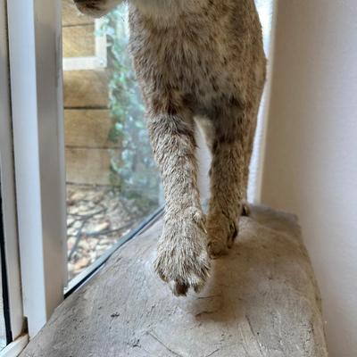 BOBCAT FULL BODY TAXIDERMY