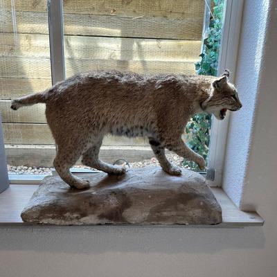 BOBCAT FULL BODY TAXIDERMY