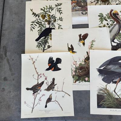 AUDUBON WILD BIRDS PICTURES