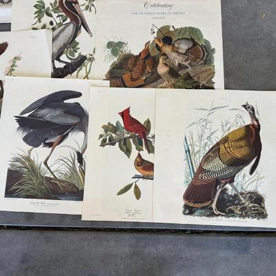 AUDUBON WILD BIRDS PICTURES