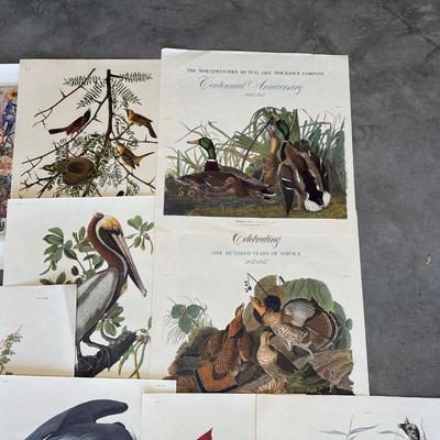 AUDUBON WILD BIRDS PICTURES