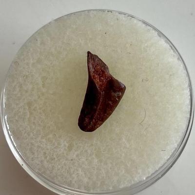 Raptor Dinosaur Fossil Tooth Tip