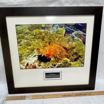 Framed Puffer Fish Photograph by Michael D Smith MD