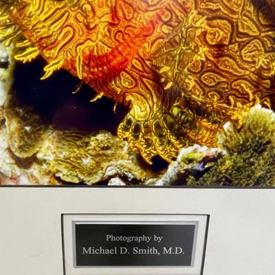 Framed Puffer Fish Photograph by Michael D Smith MD