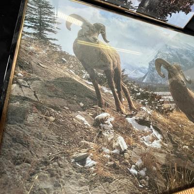 Lot 232 Wild Life pictures