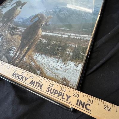 Lot 232 Wild Life pictures