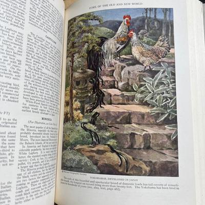 Antique National Geographic Book Set 1925-1937, Vol. 47-72