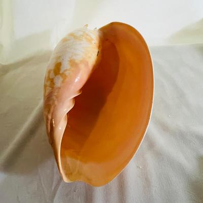 Large Elongated Shell Nautical Beauty