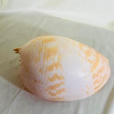 Large Elongated Shell Nautical Beauty