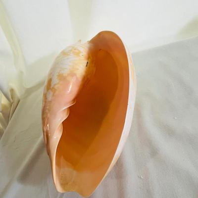 Large Elongated Shell Nautical Beauty