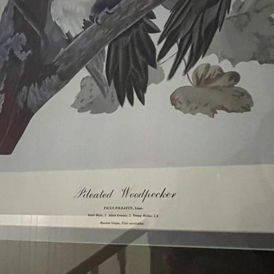 Three Wooden Framed Audubon Prints (2H-MG)