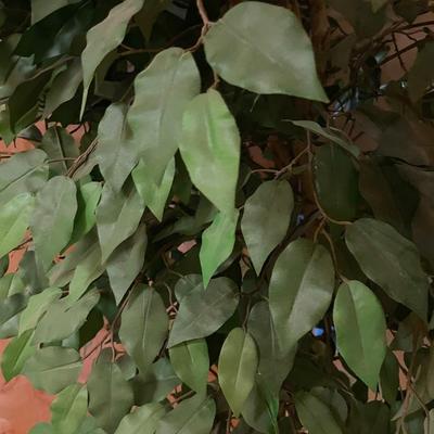 Artificial Ficus Tree in Pot