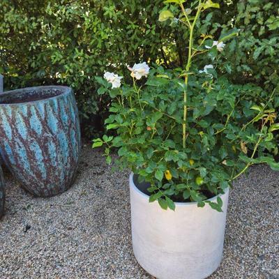 POts and planters