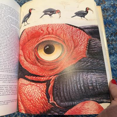Birds