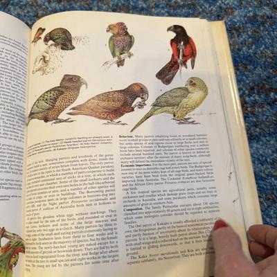 Birds