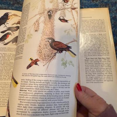Birds