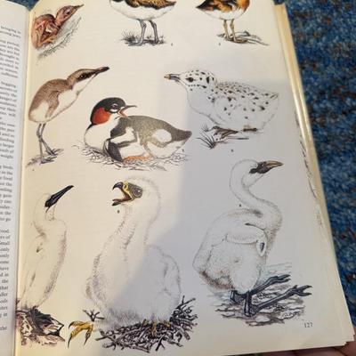Birds