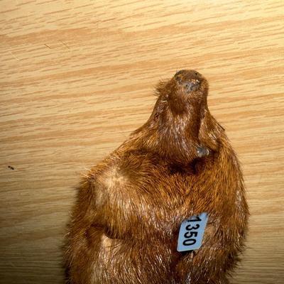 Fur collar